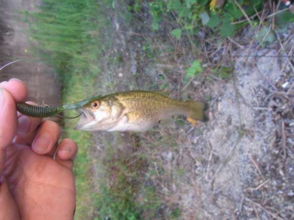 バス釣り 琵琶湖