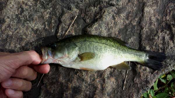 バス釣り 琵琶湖