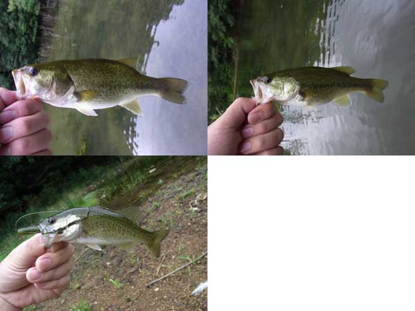 バス釣り 琵琶湖