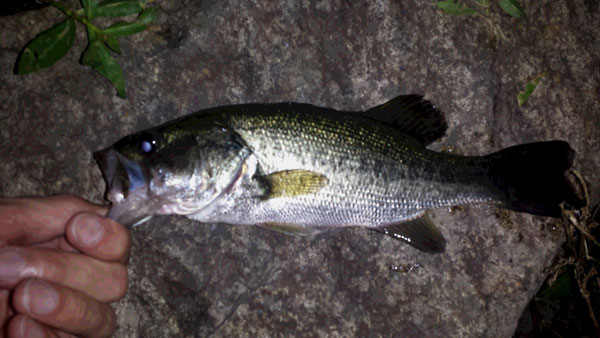 バス釣り 琵琶湖