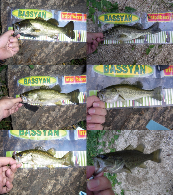 バス釣り 琵琶湖