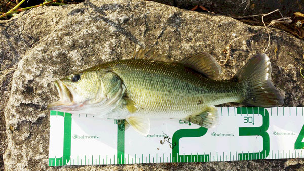 バス釣り 琵琶湖