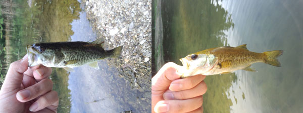 バス釣り 琵琶湖