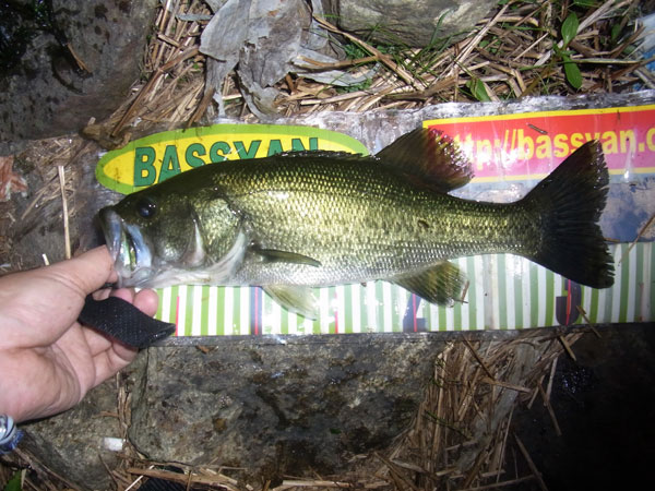 バス釣り 琵琶湖