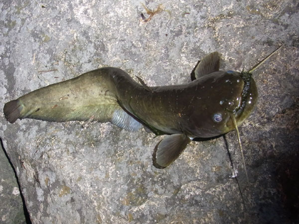 バス釣り 琵琶湖