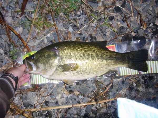 バス釣り 琵琶湖