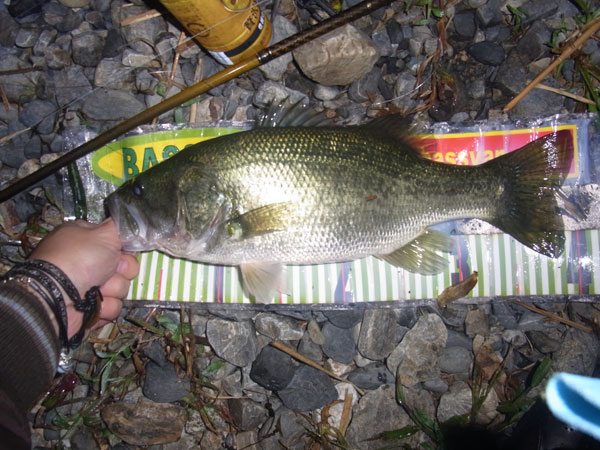 バス釣り 琵琶湖