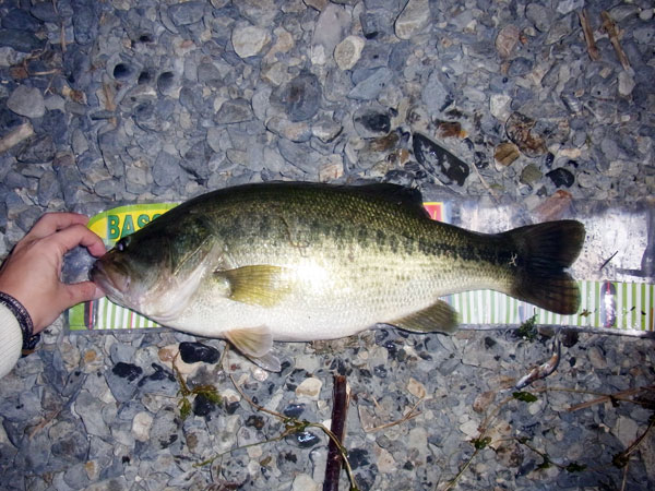 バス釣り 琵琶湖