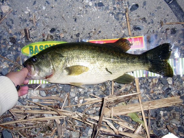 バス釣り 琵琶湖