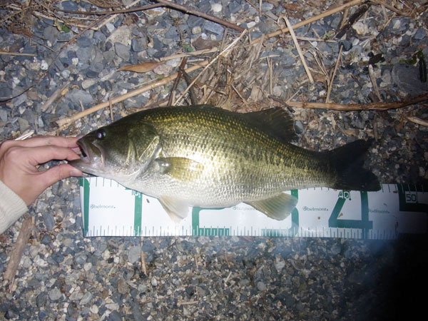 バス釣り 琵琶湖