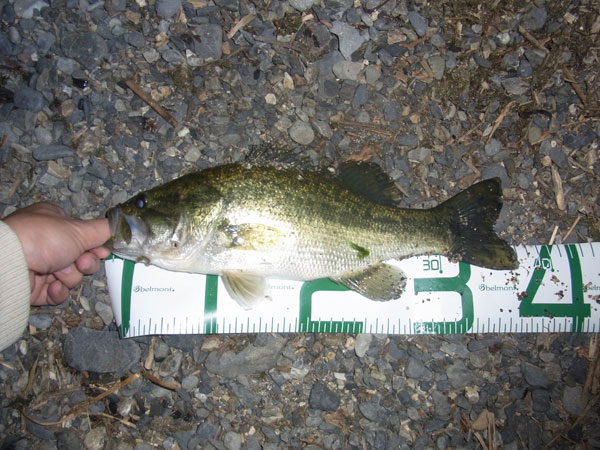 バス釣り 琵琶湖