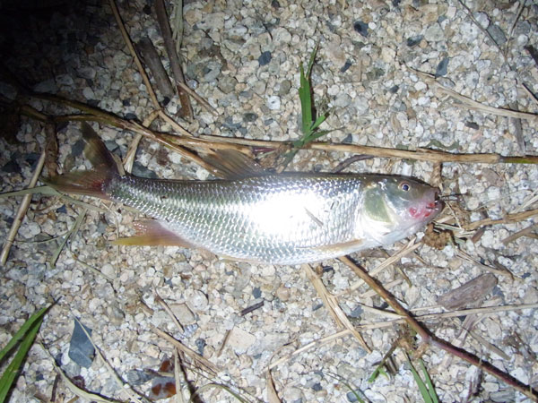 バス釣り 琵琶湖