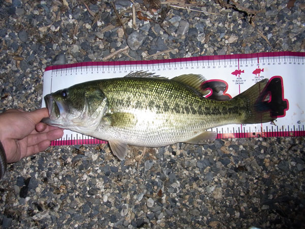 バス釣り 琵琶湖