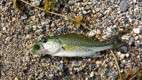 バス釣り 琵琶湖