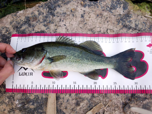 バス釣り 琵琶湖