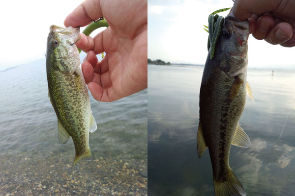 バス釣り 琵琶湖