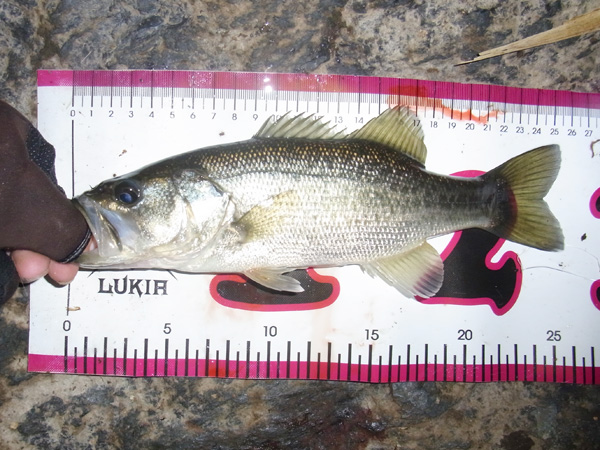 バス釣り 琵琶湖