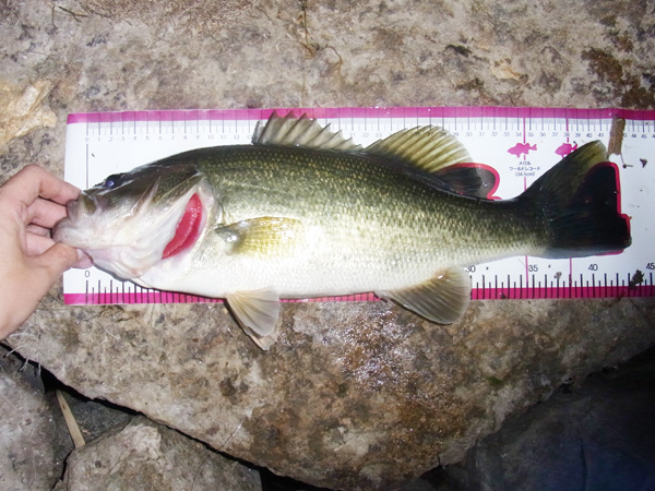 バス釣り 琵琶湖