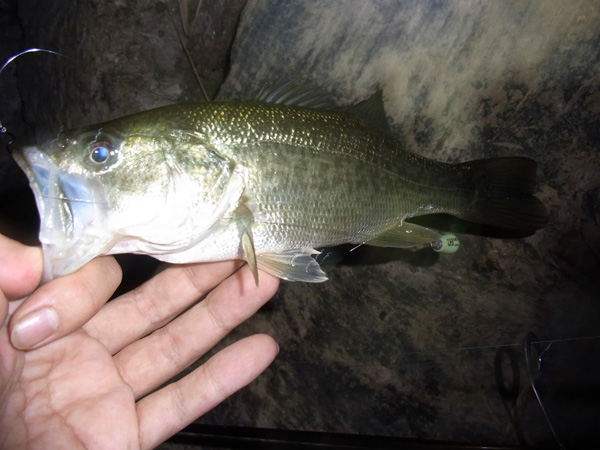 バス釣り 琵琶湖