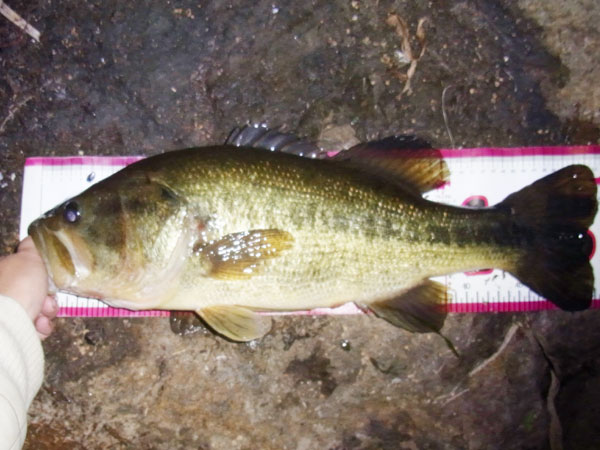 バス釣り 琵琶湖