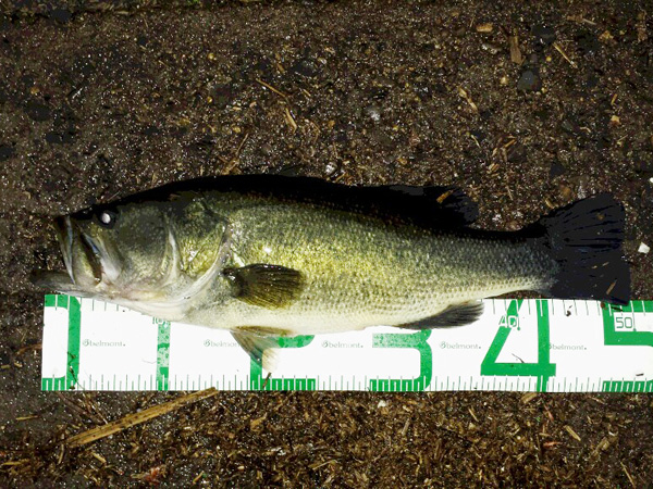 バス釣り 琵琶湖