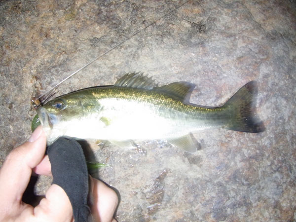 バス釣り 琵琶湖