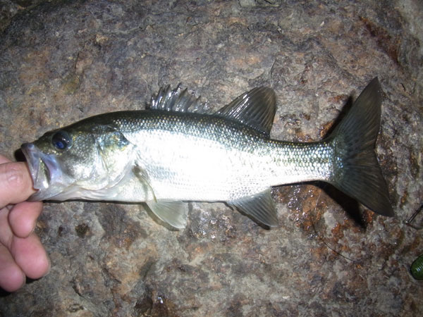 バス釣り 琵琶湖