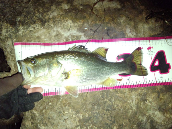 バス釣り 琵琶湖