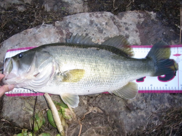 バス釣り 琵琶湖