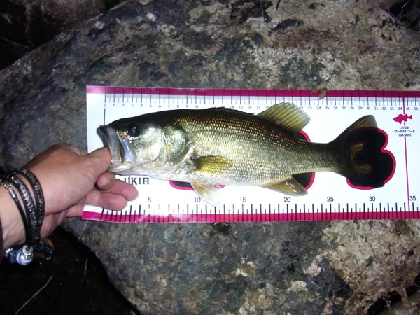 バス釣り 琵琶湖