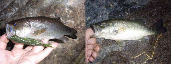 バス釣り 琵琶湖