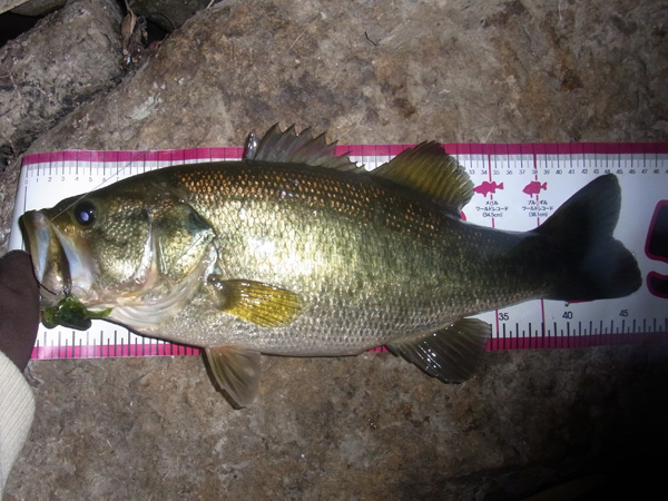 バス釣り 琵琶湖