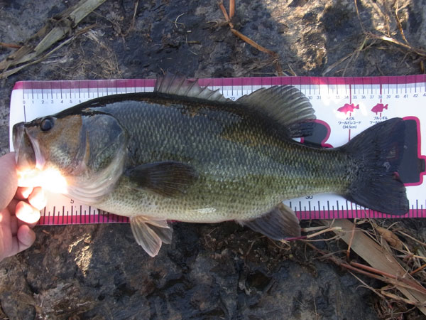 バス釣り 琵琶湖