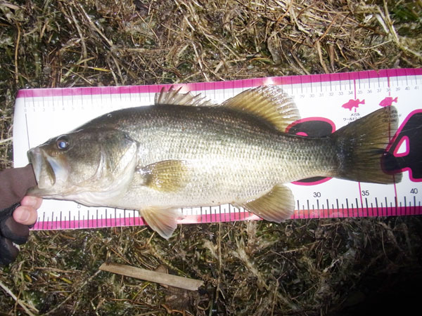 バス釣り 琵琶湖