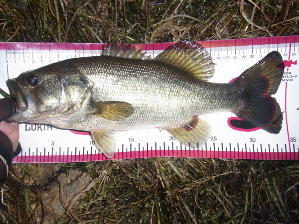 バス釣り 琵琶湖