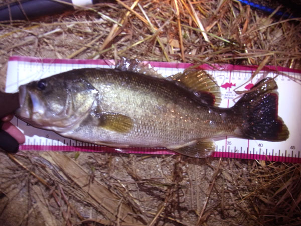 バス釣り 琵琶湖