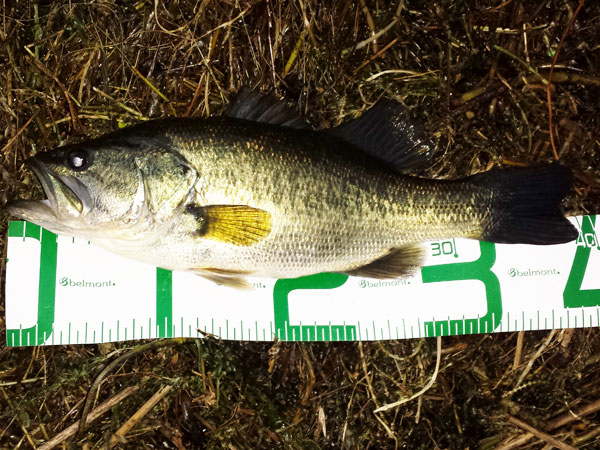 バス釣り 琵琶湖