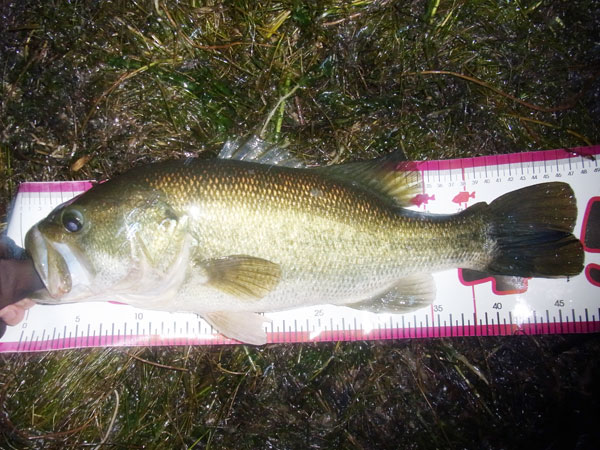 バス釣り 琵琶湖