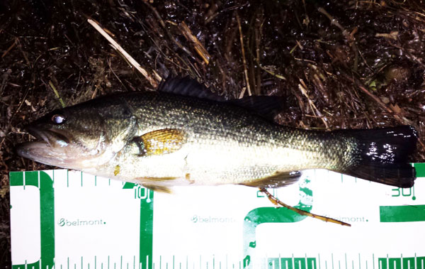 バス釣り 琵琶湖 乙女が池