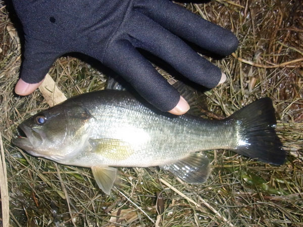 バス釣り 琵琶湖