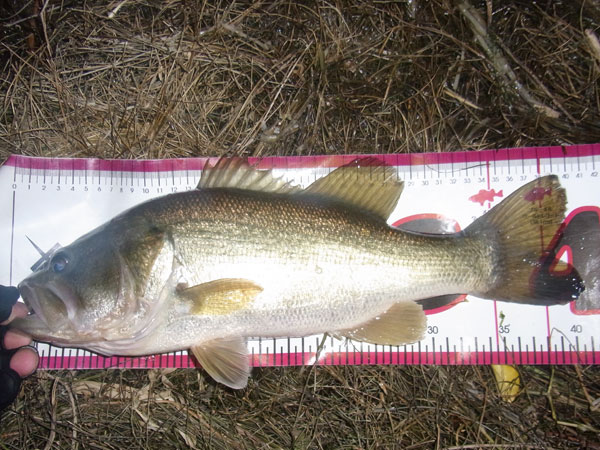 バス釣り 琵琶湖