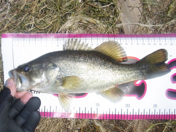 バス釣り 琵琶湖