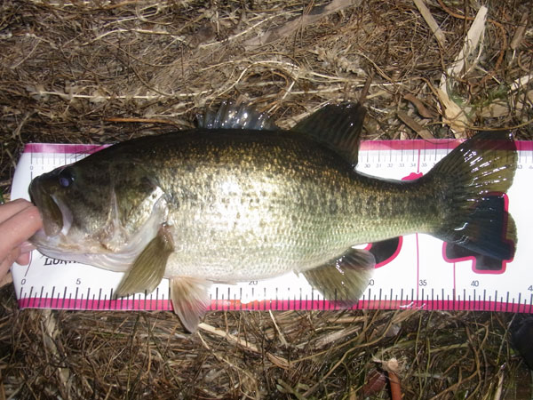 バス釣り 琵琶湖