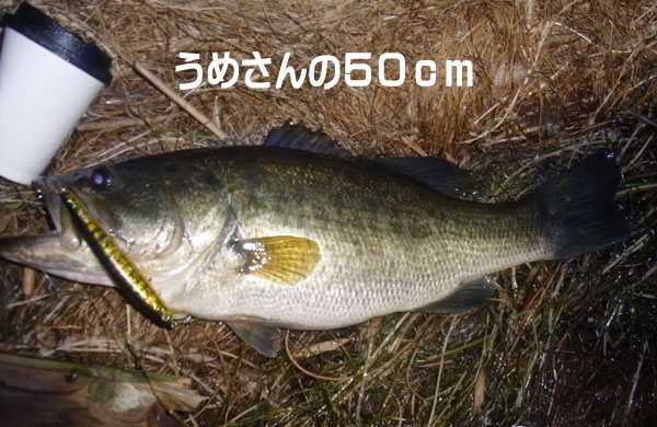 バス釣り 琵琶湖