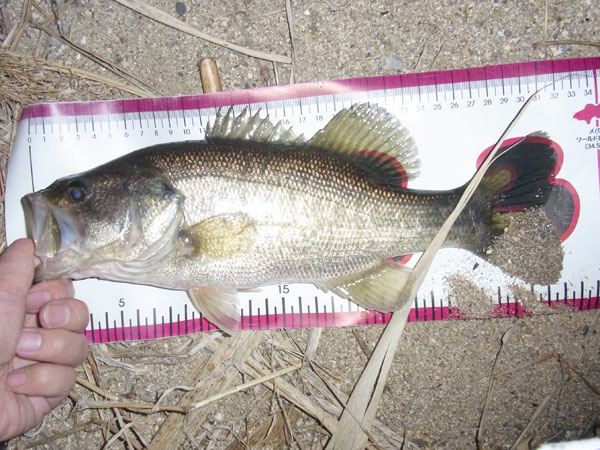 バス釣り 琵琶湖