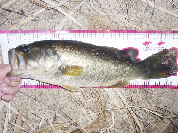 バス釣り 琵琶湖