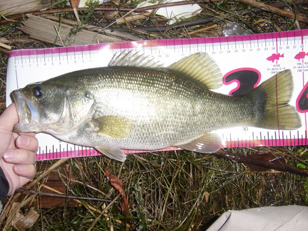 バス釣り 琵琶湖