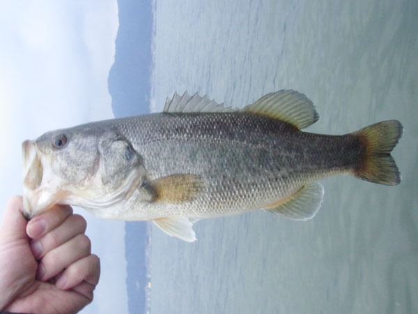 バス釣り 琵琶湖