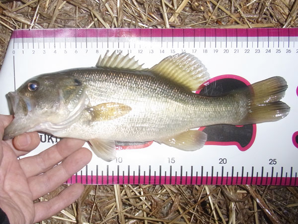 バス釣り 琵琶湖