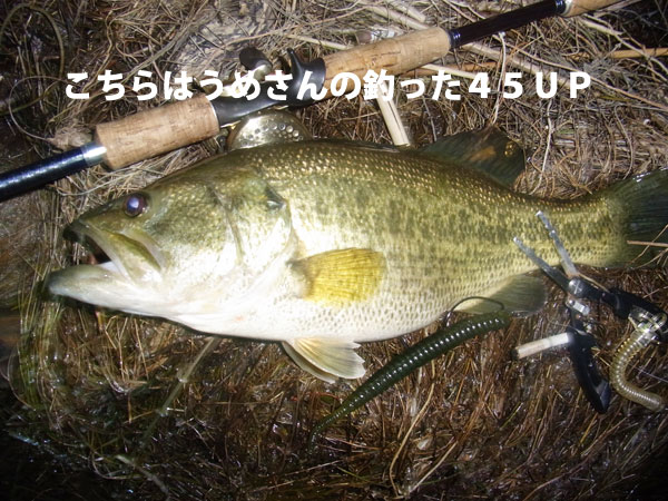 バス釣り 琵琶湖